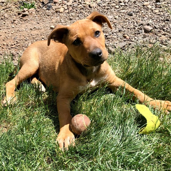 Meet your Posher, Nicole - Picture 1 of 1